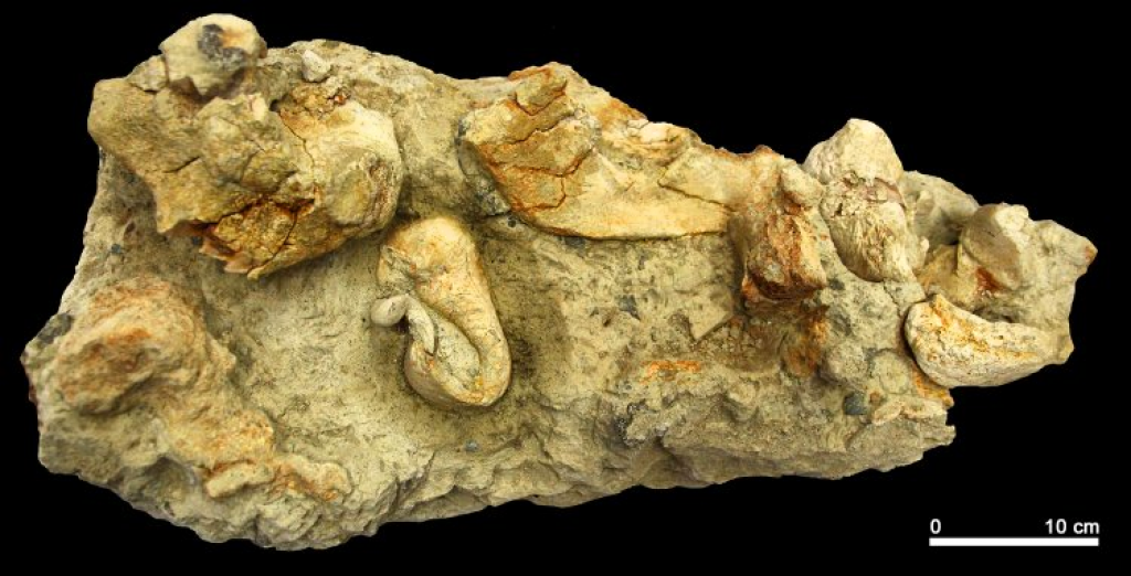 Frammenti sparsi: la balena di Moleto